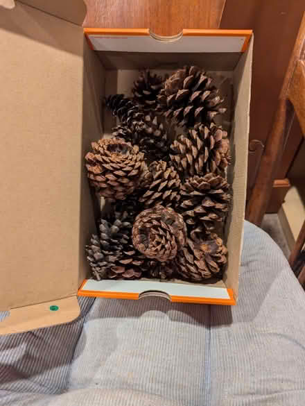 Photo of free pine cones (NE Glenview (Lake & Harms)) #1