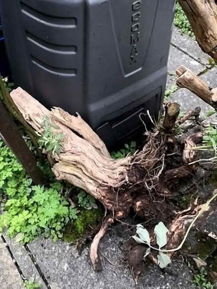 Photo of free Budlia roots (Burneside LA9)