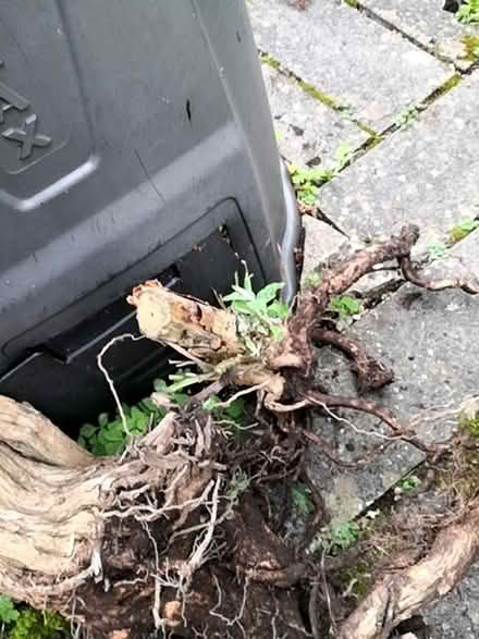 Photo of free Budlia roots (Burneside LA9)