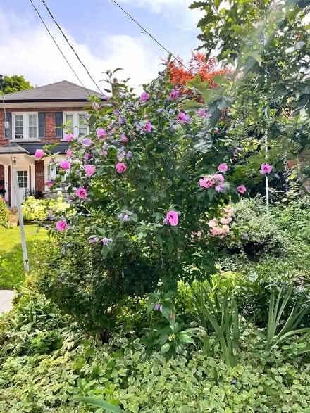 Photo of free Rose of Sharon Bushy Small Trees (Avenue/ Eglinton) #2