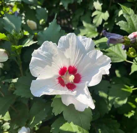 Photo of free Rose of Sharon Bushy Small Trees (Avenue/ Eglinton) #4