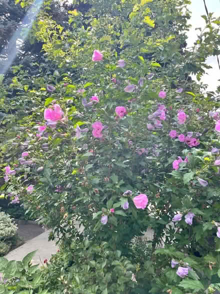 Photo of free Rose of Sharon Bushy Small Trees (Avenue/ Eglinton) #1