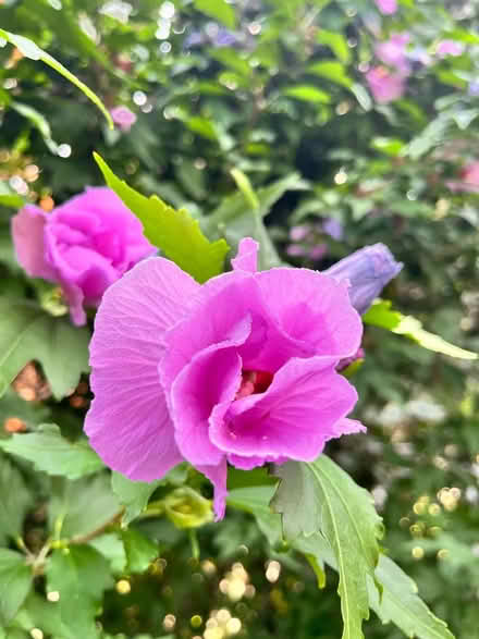 Photo of free Rose of Sharon Bushy Small Trees (Avenue/ Eglinton) #3