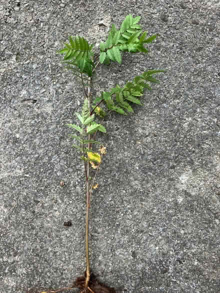 Photo of free Small Rowan ( Mountain Ash) tree sapling. (Downend BS16)