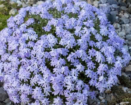 Photo of free Creeping phlox (Morden SM4) #1