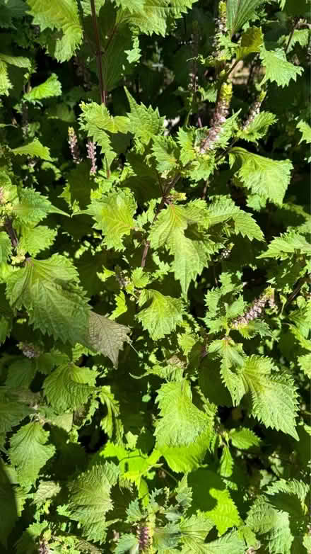 Photo of free Shiso (Perilla) plants/leaves (Bridgewater)