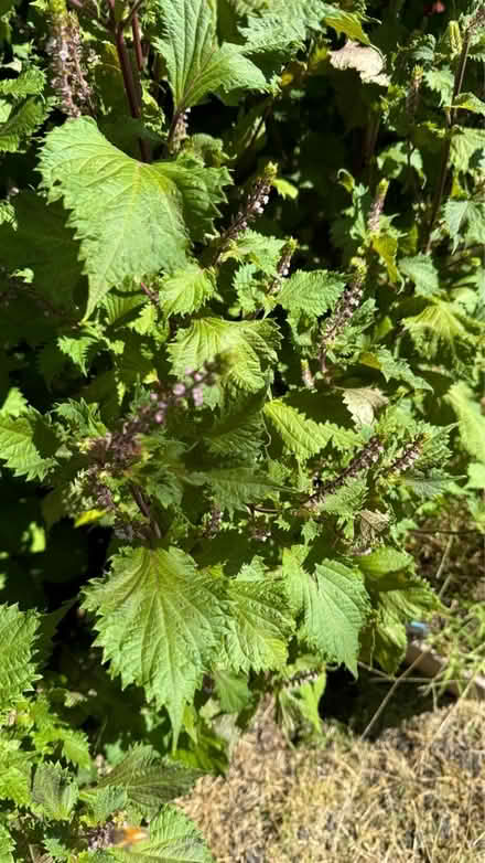 Photo of free Shiso (Perilla) plants/leaves (Bridgewater)