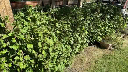 Photo of free Shiso (Perilla) plants/leaves (Bridgewater)