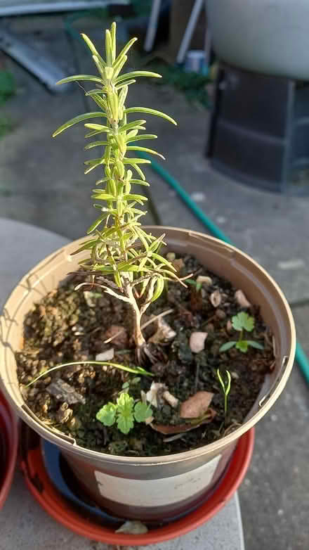 Photo of free Rooted Rosemary cutting (Ballingdon, Sudbury) #1