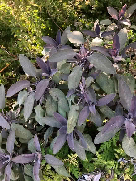 Photo of free Sprigs of various herbs (Nether Stowe WS13) #2