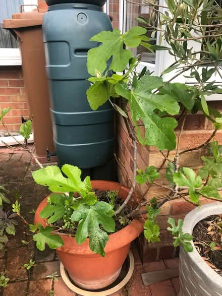 Photo of Large plant pot (Nether Stowe WS13) #1