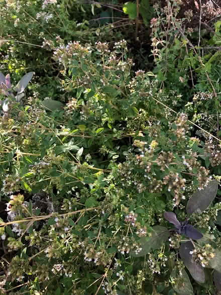 Photo of free Sprigs of various herbs (Nether Stowe WS13) #4