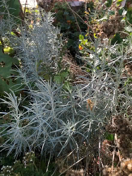 Photo of free Sprigs of various herbs (Nether Stowe WS13) #1