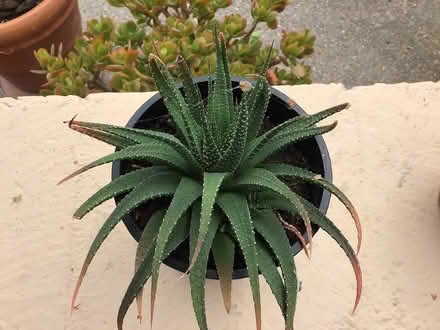 Photo of free Succulent Lace Aloe plant in 6” pot (Above downtown)