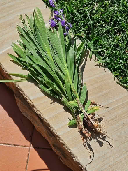 Photo of free Babiana Plants (Strathfield) #3