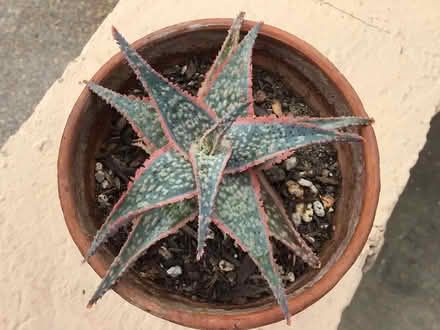 Photo of free Rare succulent Aloe “Pink Blush” (Above downtown)