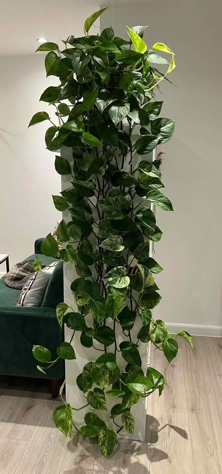 Photo of free Pothos cuttings (Woking GU21) #1