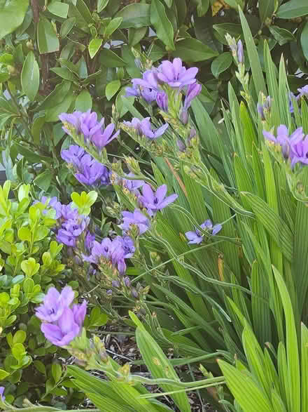 Photo of free Babiana Plants (Strathfield) #2