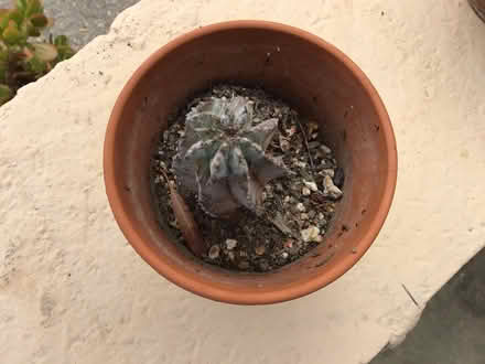 Photo of free Succulent Small Euphorbia Horrida (Above downtown)