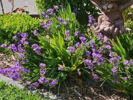 Photo of free Babiana Plants (Strathfield) #1