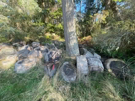 Photo of free Fir tree rounds (greenbank) #1