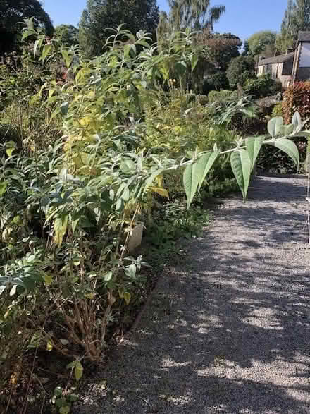 Photo of free Buddlia, butterfly tree (Kirkstall LS5) #1