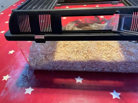 Photo of free Small reptile terrarium (Lansdown) #1