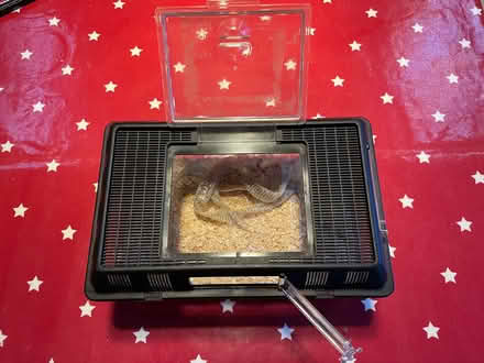 Photo of free Small reptile terrarium (Lansdown) #2