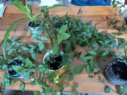 Photo of free House plants (AB24) #1