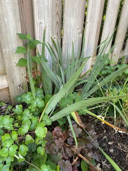 Photo of free Perennial plants (oakville. third line/dundas) #2