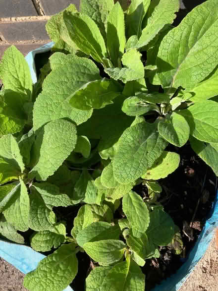 Photo of free Foxglove plants (Downend BS16)