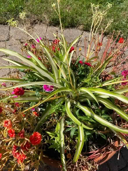 Photo of free Perennial plants (oakville. third line/dundas) #4