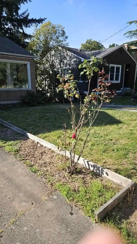 Photo of free Roses and other plants (Maple Leaf) #3