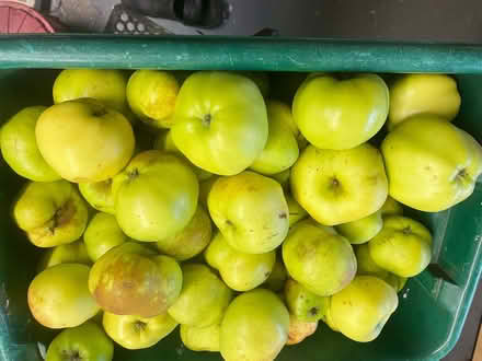 Photo of free Cooking Apples don't store well (Kirkton of Lethendy PH10) #1