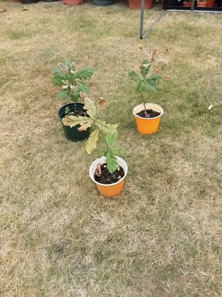 Photo of free Young oak trees (Selsdon CR2) #1