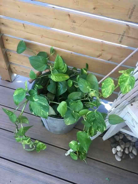 Photo of free house plant cuttings (near ossington subway) #3