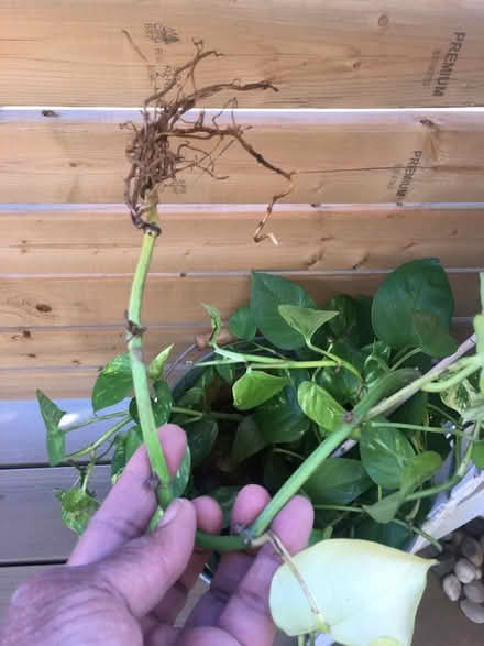 Photo of free house plant cuttings (near ossington subway) #2