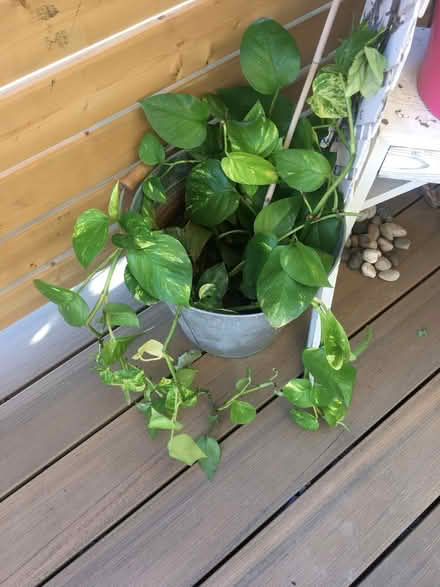 Photo of free house plant cuttings (near ossington subway) #1