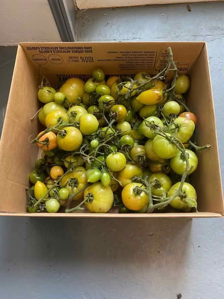 Photo of free Green tomatoes (Springfield SY2) #2