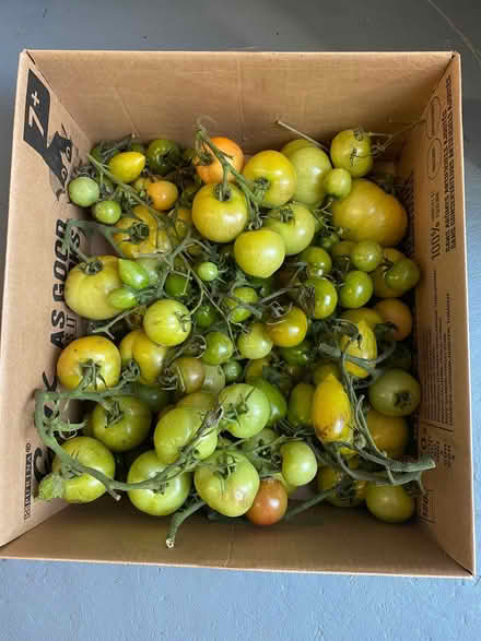 Photo of free Green tomatoes (Springfield SY2) #1