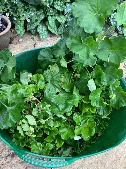 Photo of free Plants - geraniums/ivy (CT5) #1