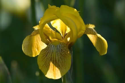 Photo of free Bearded iris tubers (Carlington east) #1