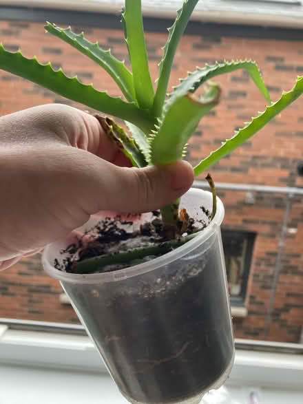 Photo of free Aloe Vera plant (Newington) #1