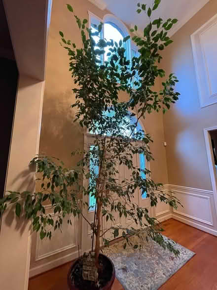 Photo of free 10’ live ficus tree (Finksburg) #2