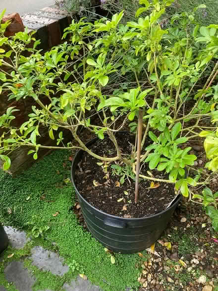 Photo of free mature shrubs (Market Harborough) #1