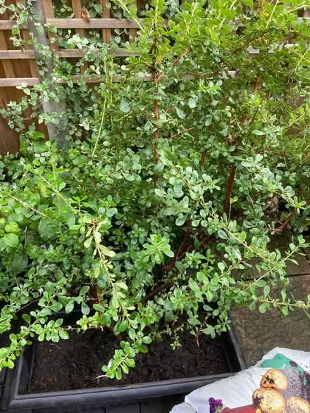 Photo of free mature shrubs (Market Harborough) #2