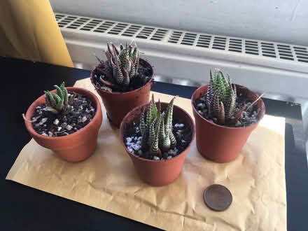 Photo of free Haworthia (Dublin) #1