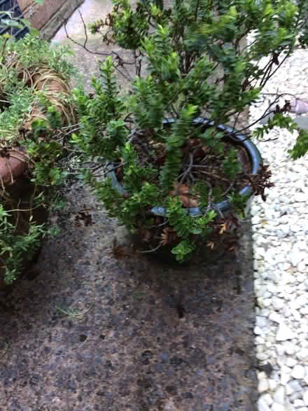 Photo of free Large pot and plant (Wellington) #2