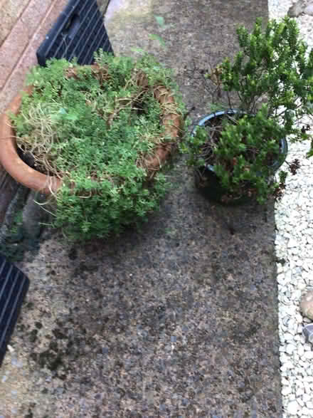 Photo of free Large pot and plant (Wellington) #1