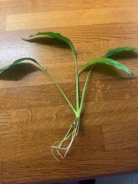 Photo of free Peace lily and one other rooted and ready to plant (Broadward HR6) #3